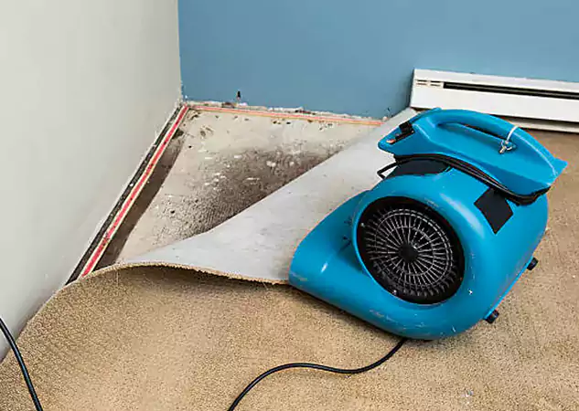 Complete Carpet & Flooring Extraction Services in Dallas, TX