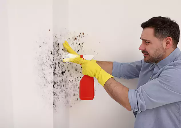 Full-Service Mold Removal and Repair Solutions in Dallas, TX