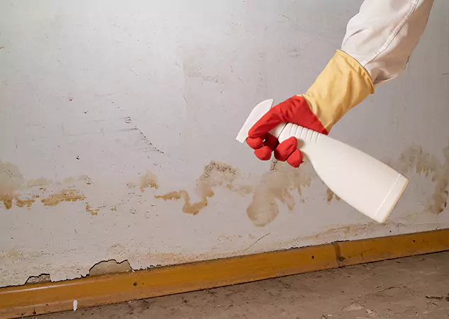 Comprehensive Moisture Removal and Mold Treatment Services in Dallas, TX