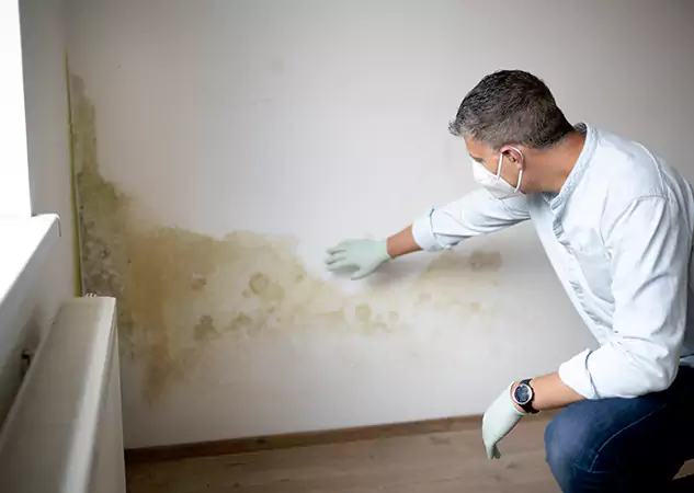 Comprehensive Mold Removal & Water Damage Services in Dallas, TX