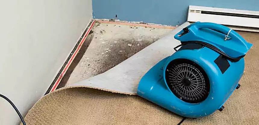 We Offer Long-Lasting Carpet & Floor Repair Solutions in Dallas, TX