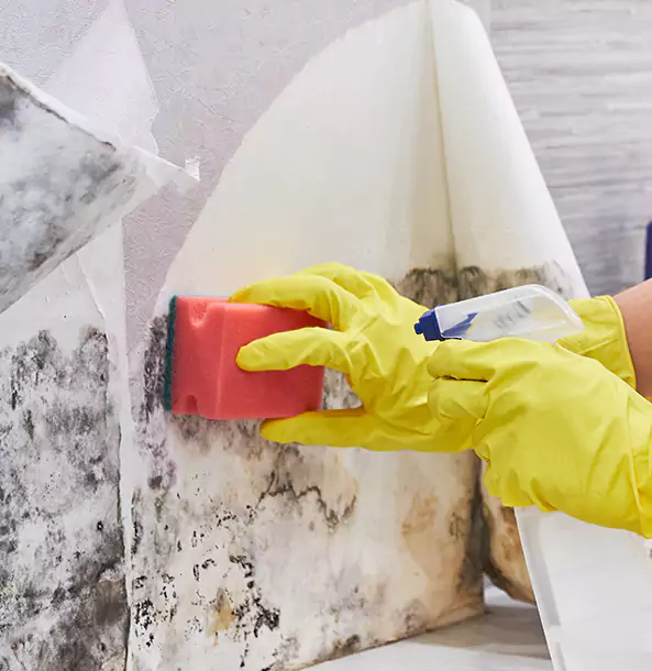 Why Property Owners Trust Our Mold Removal Specialists in Dallas, TX?