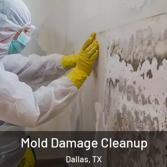  Mold Damage Cleanup Dallas, TX