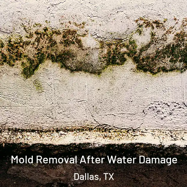  Mold Removal After Water Damage Dallas, TX