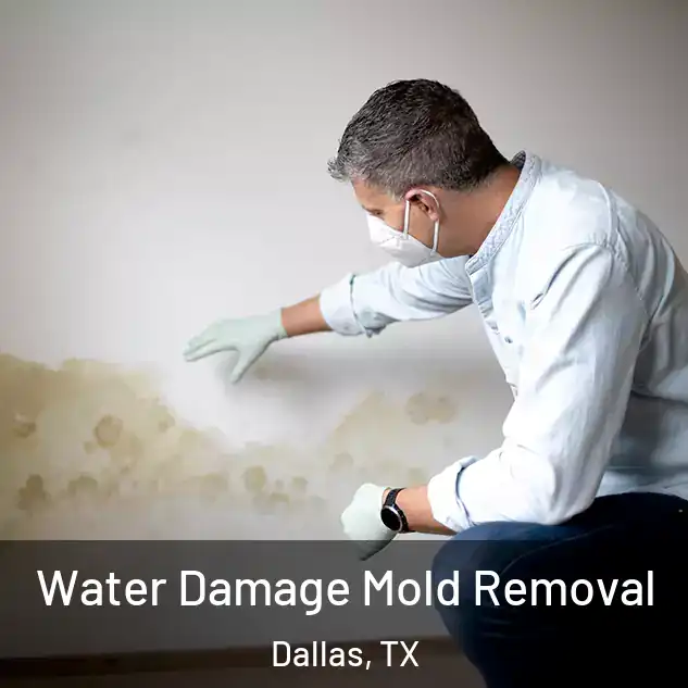  Water Damage Mold Removal Dallas, TX